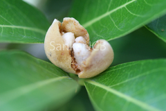 Lepisanthes tetraphylla